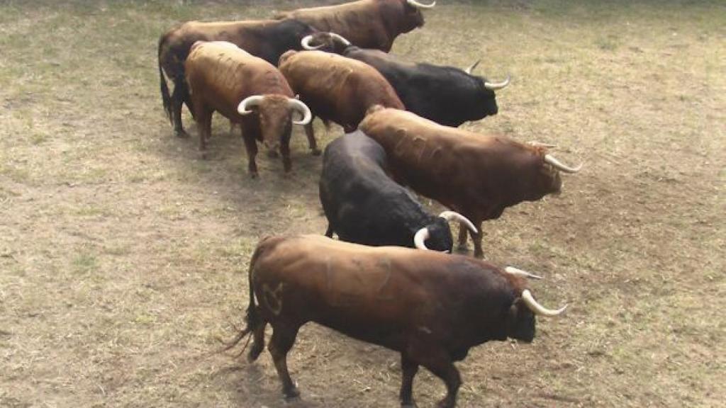 Valladolid-santos-san-pedro-toros-001