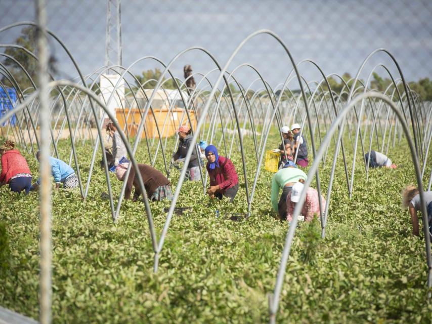 Jornaleras realizando tareas de recolección de fresas en una finca de Almonte (Huelva), este lunes.