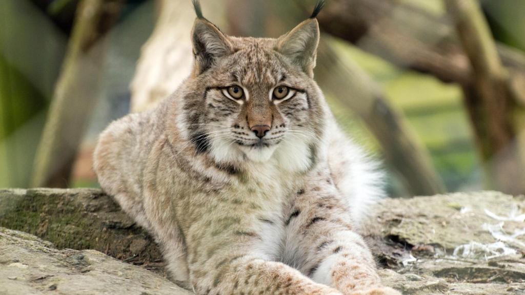 lince