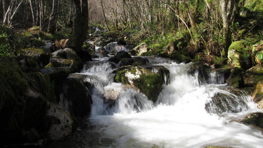 Reserva de Muniellos.