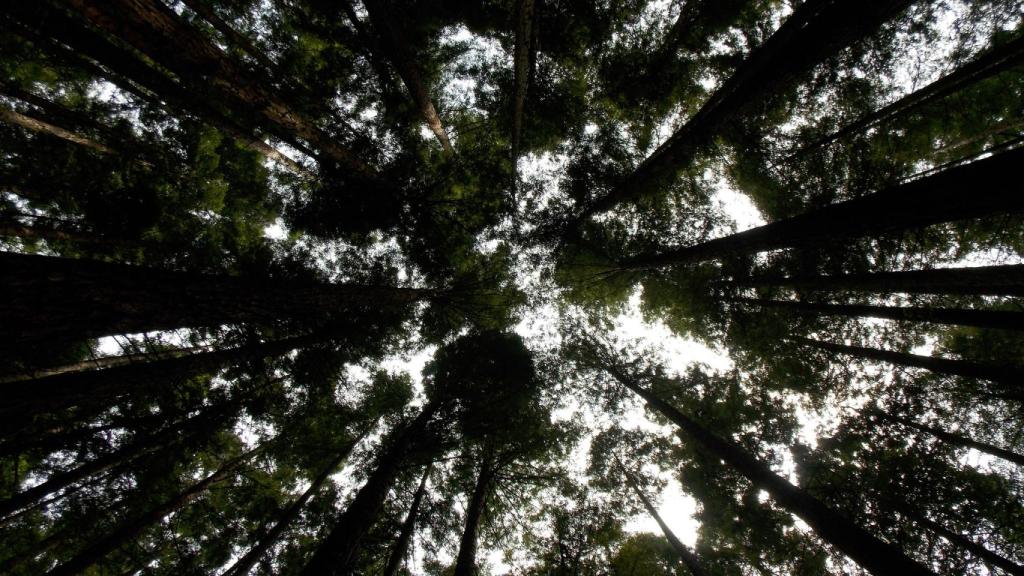 Secuoyas del Monte Corona, que aloja el bosque de Caviedes.