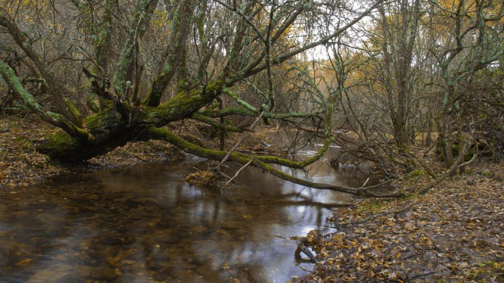 'Autumn'. En el hayedo de Montejo.