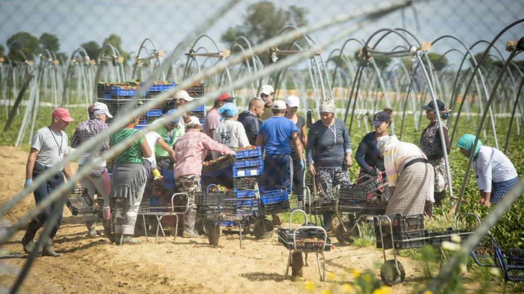 Jornaleros recogiendo fresas en una finca entre Almonte y El Rocío.