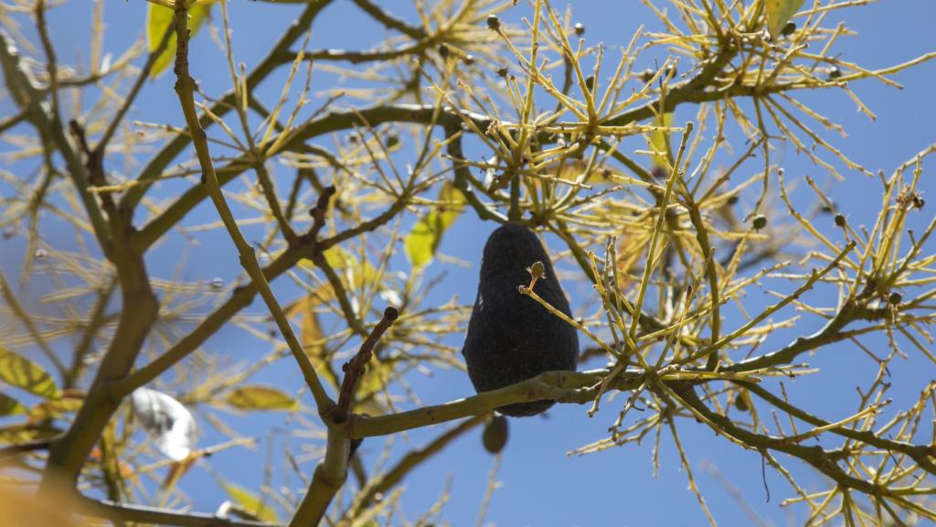 Un aguacate de la campaña anterior permanece en un árbol sin hojas estresado por las condiciones desfavorables de cultivo