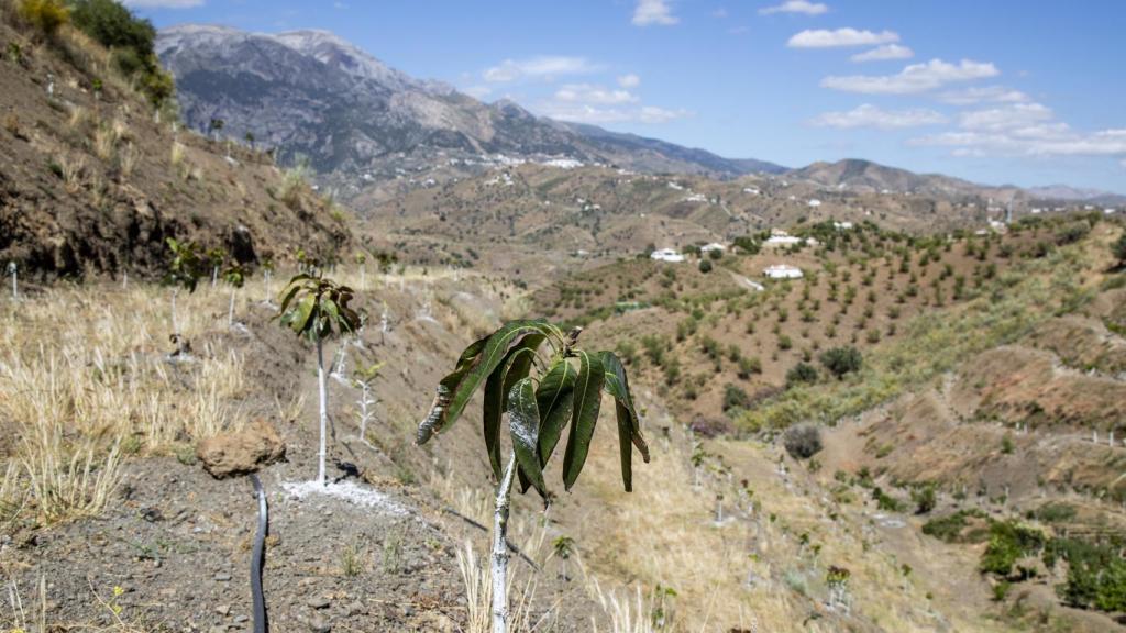 En la comarca de la Axarquía nadie se atreve ya a plantar árboles de aguacate por miedo de que, al no tener agua suficiente, se mueran