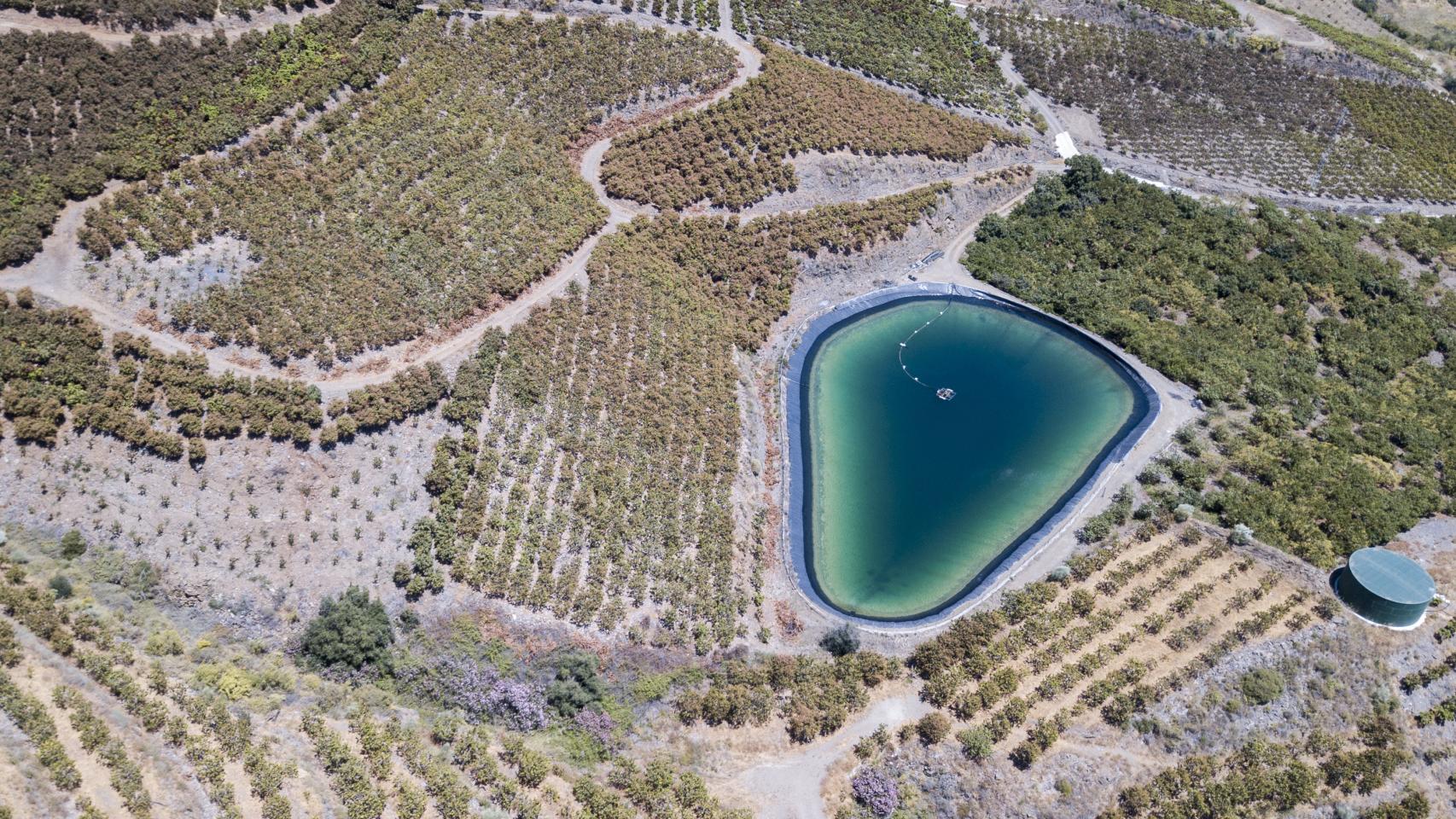 España, la huerta de los aguacates
