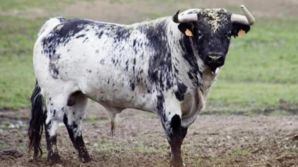 Botijero, el astado que acabó con la vida del joven.