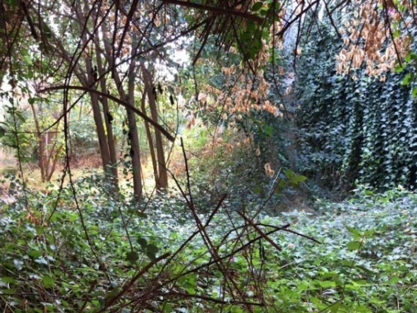 Estado actual del solar que será transformado en sala de lectura de la biblioteca.