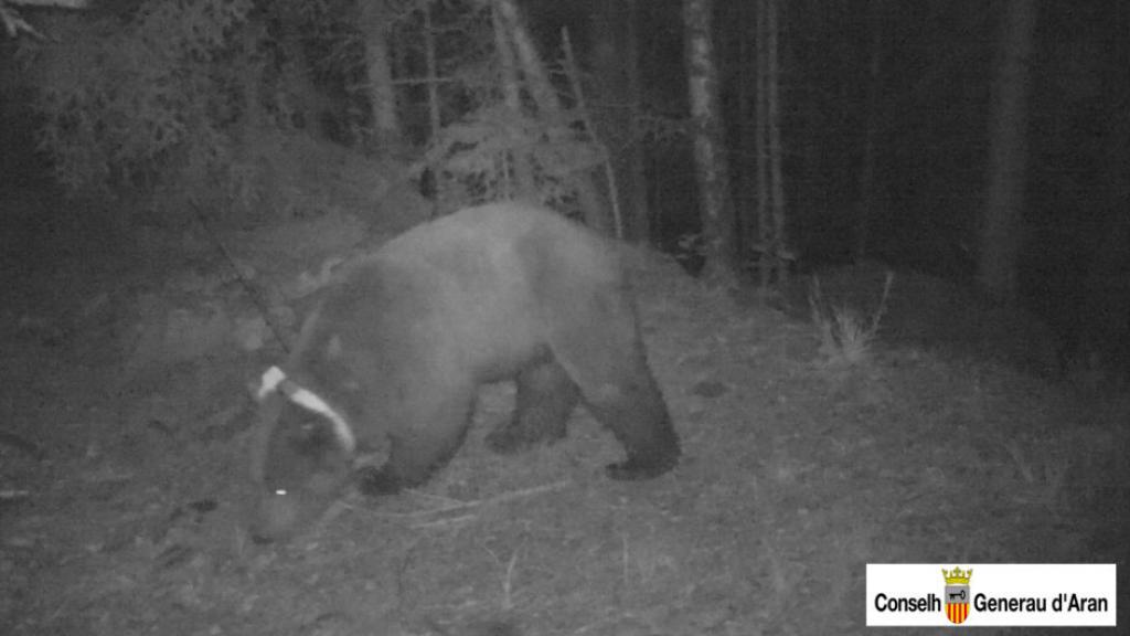 El oso Goiat, con su reconocible collar rastreador, grabado en el Val d'Aran.