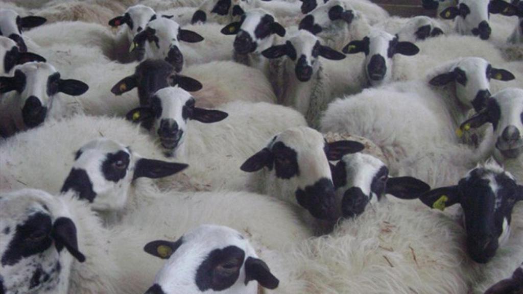 valladolid-lechazos-robo-explotaciones