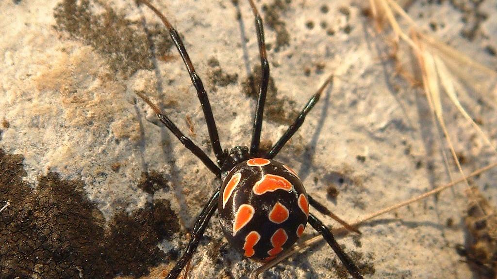 Viuda negra europea hembra.