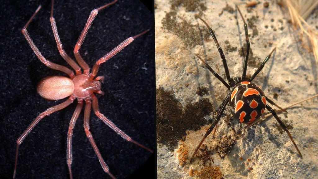 La araña de violín (izquierda) y la viuda negra europea (derecha)