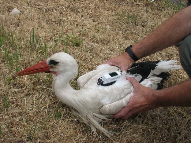 cigüeña gps sensor