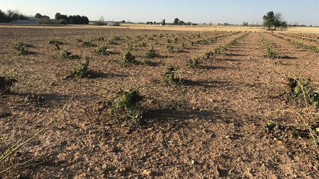 Los cultivos regionales se vieron muy afectados por las tormentas.