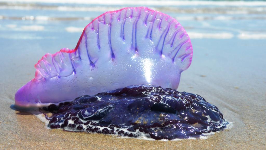 Un ejemplar de carabela portuguesa, el terror de los mares.
