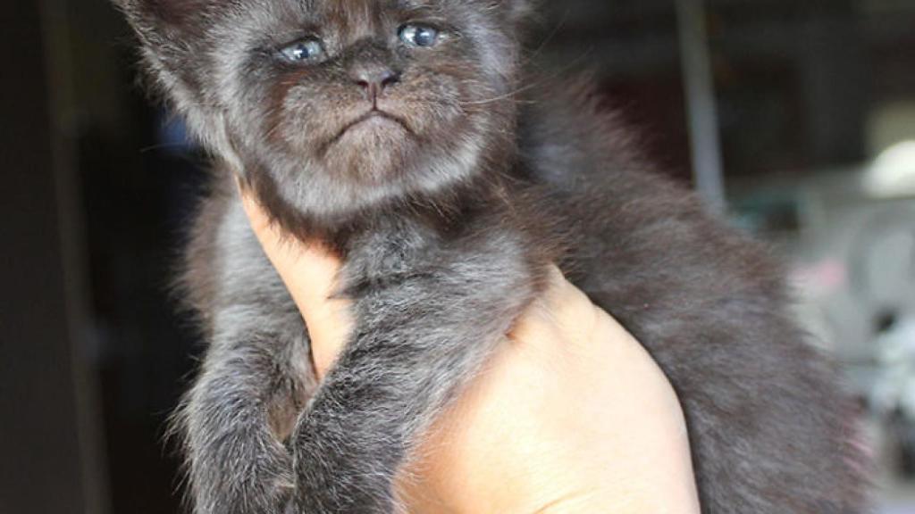 La pequeña Valkyrie triunfa en Internet con sus rasgos humanos.