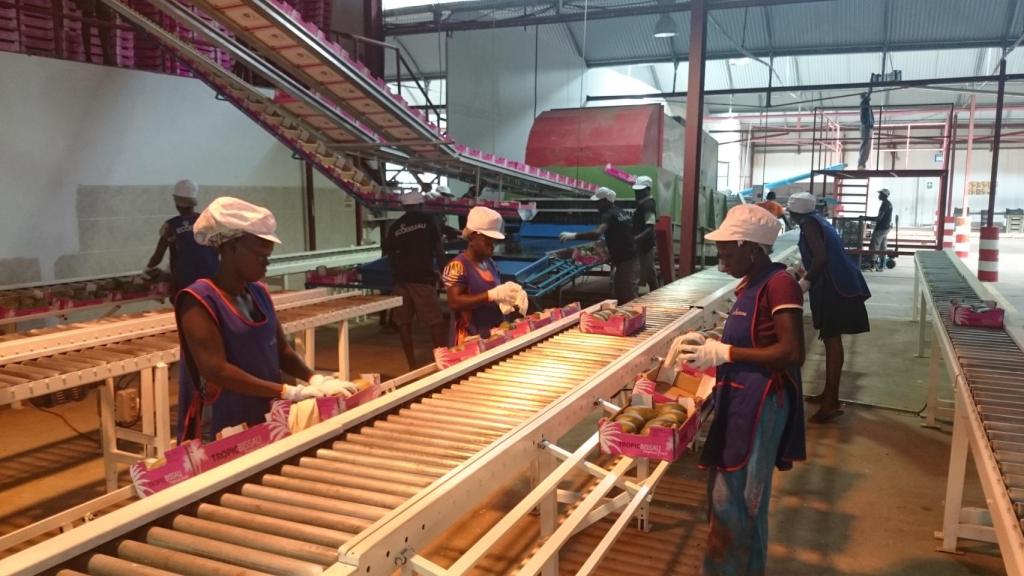 Procesado de los mangos en la empresa que fundó Cristóbal Sánchez en Guinea Bissau.