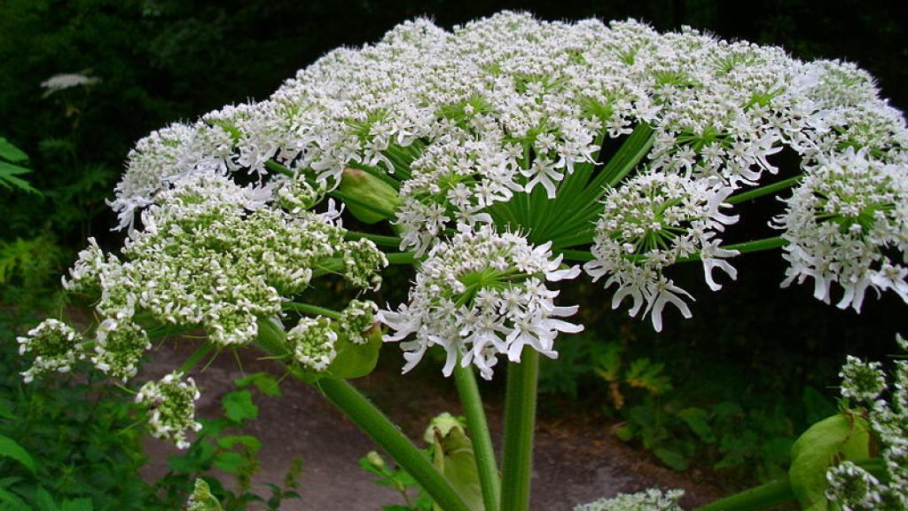 Flor de perejil gigante.