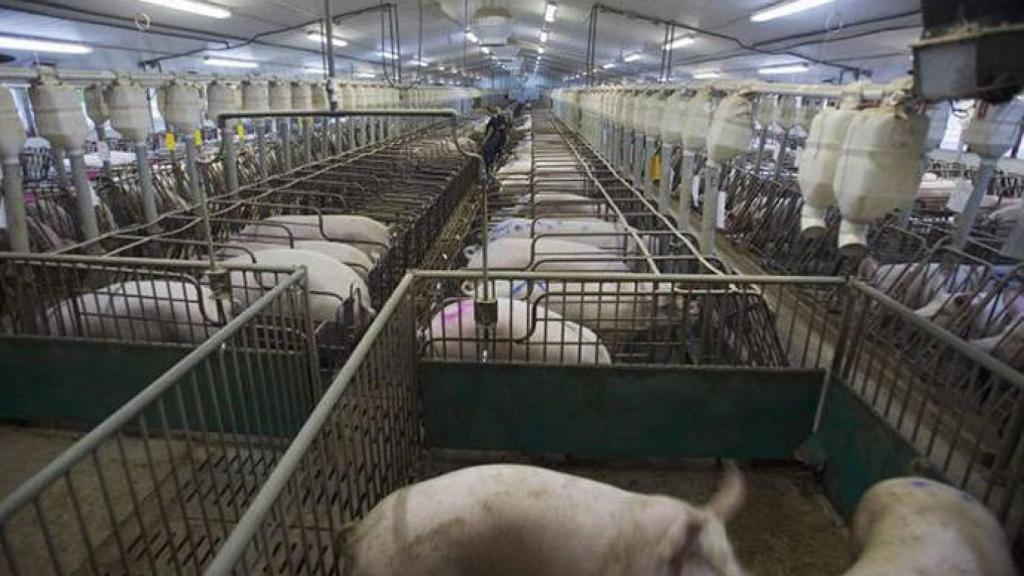 FOTO: Imagen de una macrogranja (Europa Press)