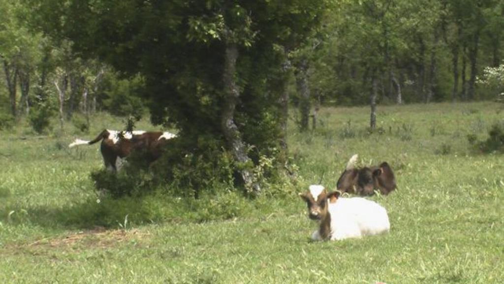 Leon-sahagun-santos-cronicas-rurales-003
