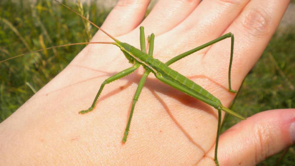 Ejemplar de 'saga pedo'