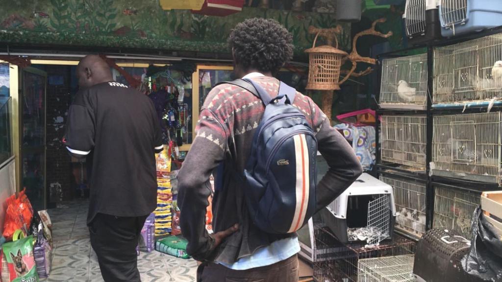 Mercado de animales en Tánger para comprar los pavos que luego serán sacrificados.