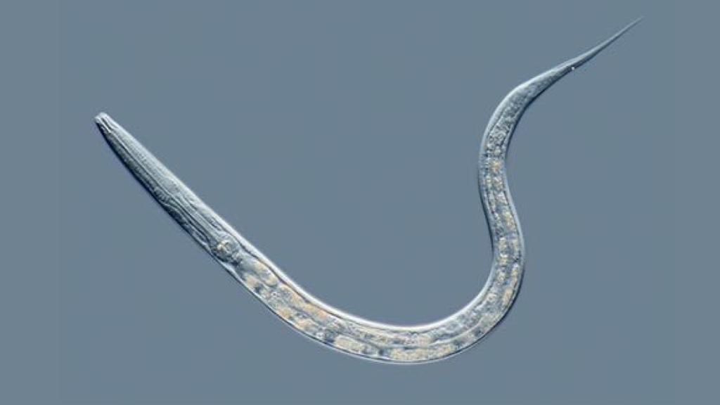 Caenorhabditis elegans es una especie de gusano que pertenece a la familia de los habditidae.