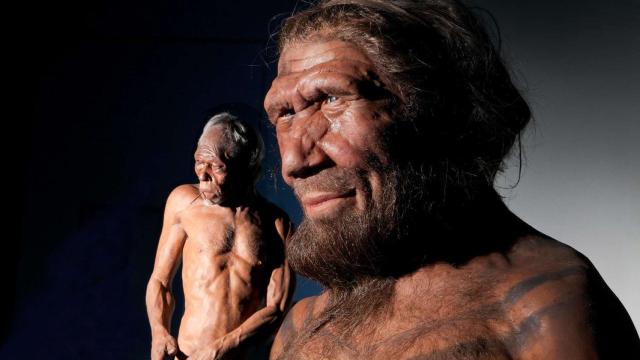Modelo de homo sapiens (a la izquierda) y neandertal (a la derecha).