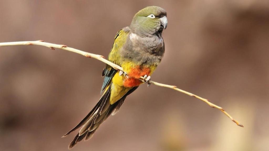 Un loro de raza barranquera