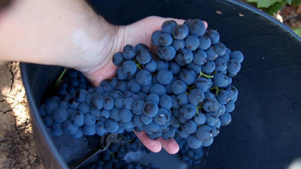 FOTO: DO Valdepeñas (EP)