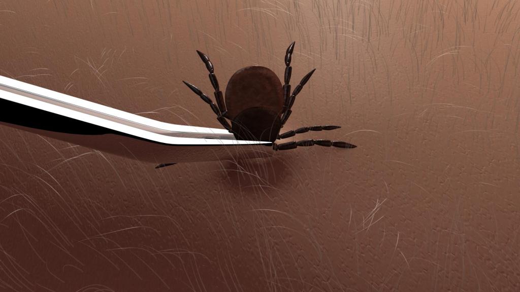 Retirada adecuada de una garrapata.