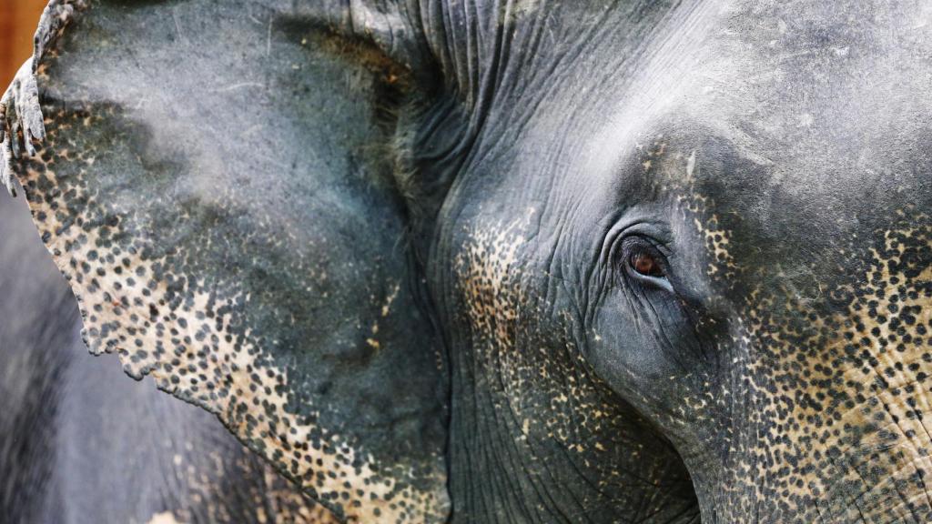Un elefante en el centro de conservación Nag Laik