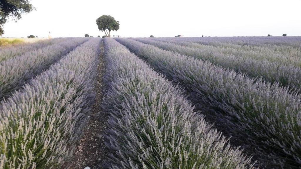 Digital Castilla