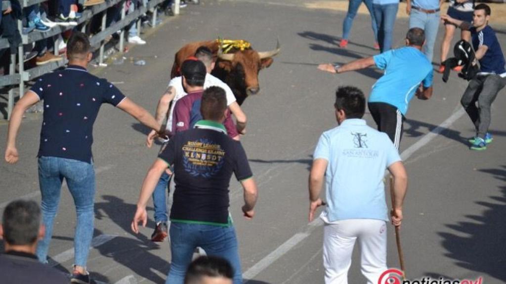 toro feria encierro medina del campo 10
