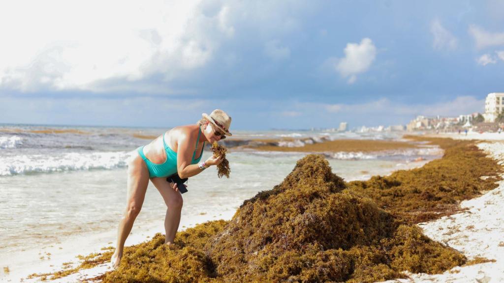 Mexicanos usan algas, cebolla y estiércol para crear energía limpia