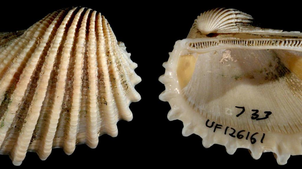 ‘Anadara aequalitas’, uno de los bivalvos del estudio