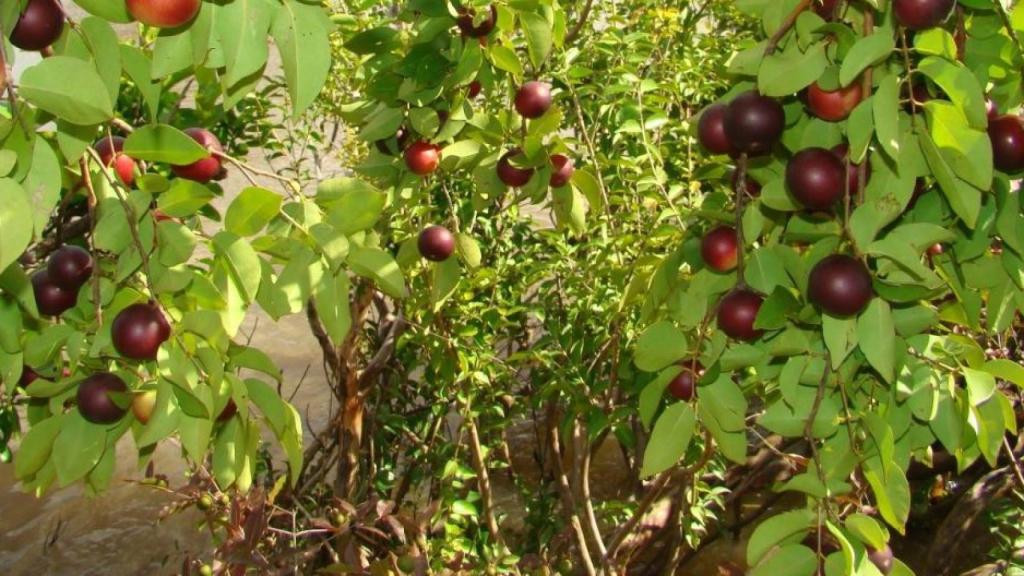 Una plantación de Camu camu a las orillas del río Amazonas.