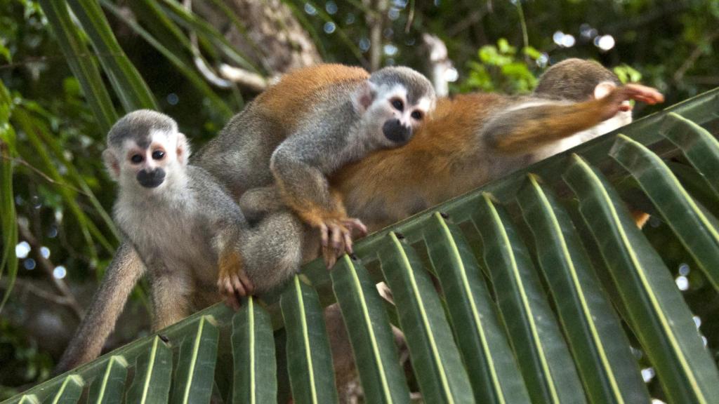 Los Saimiri o monos ardilla hicieron que el joven se arrepintiese de su osadía.
