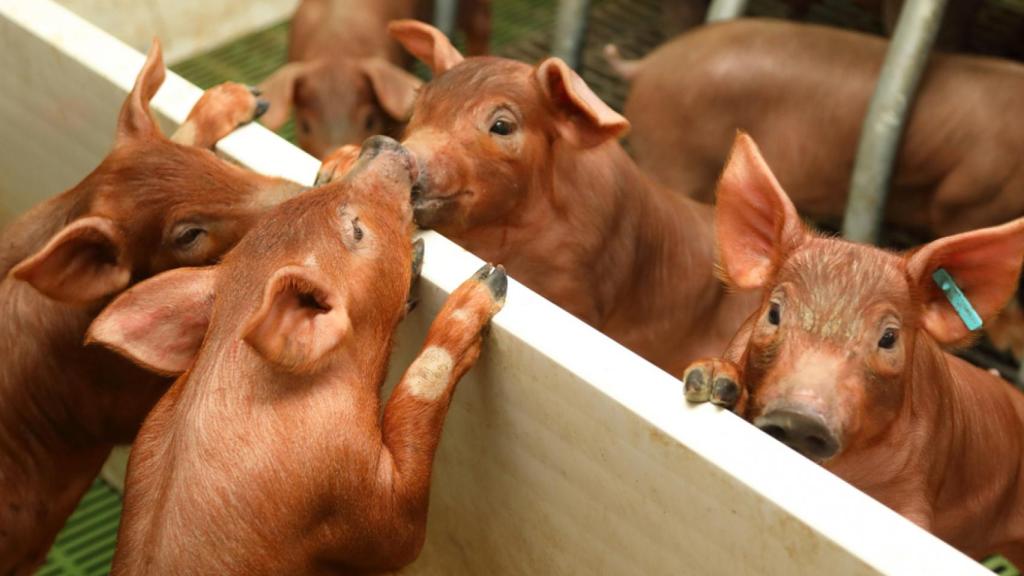 Algunos cochinillos en la explotación ganadera del grupo ICPOR.