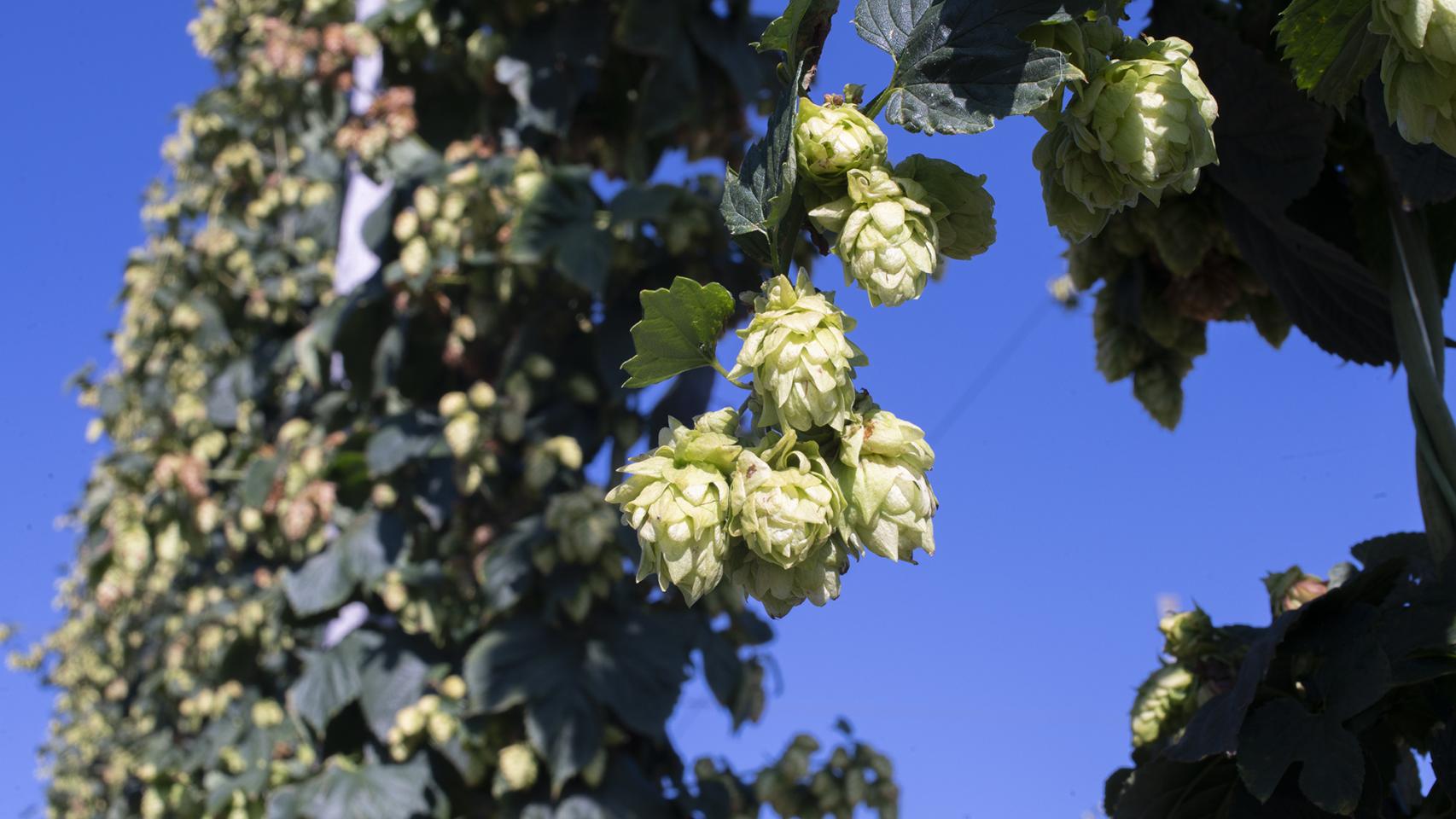 El cultivo del lúpulo para la elaboración de la cerveza.
