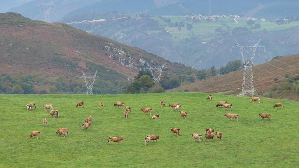 Un rebaño de vacas alimentándose entre veneno