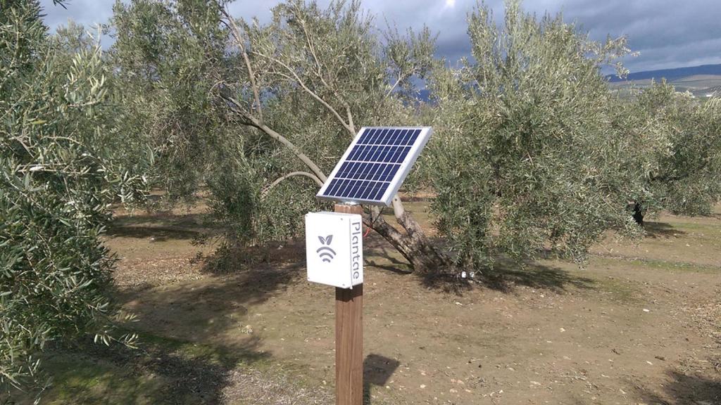 Los sensores miden en tiempo real la humedad de los cultivos.