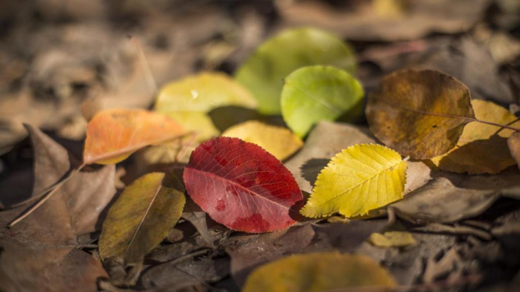 Hojas de otoño en Madrid.