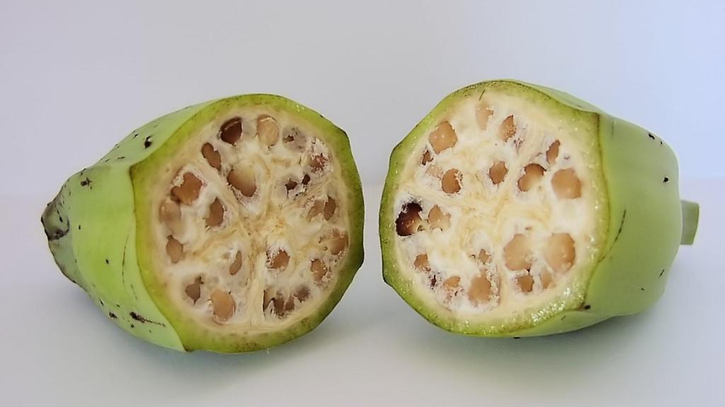 Las semillas de Musa acuminata y Musa balbisiana eran mucho mas grandes