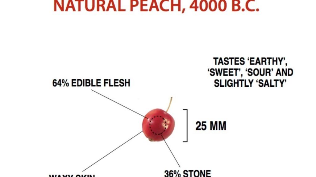 Infografía de los melocotones antiguos