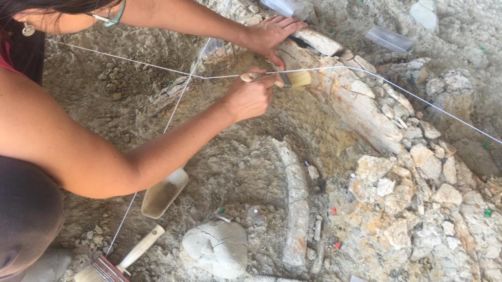 Restos del mamut hallado en el yacimiento de Tarragona.