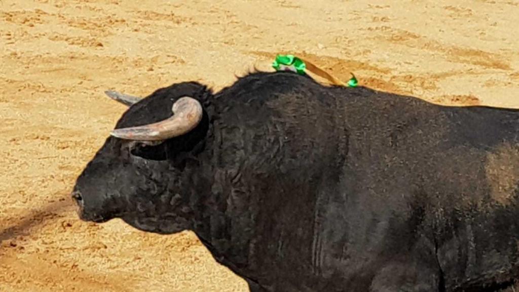 Toro de El Vellosino presuntamente 'afeitado' en Guijuelo