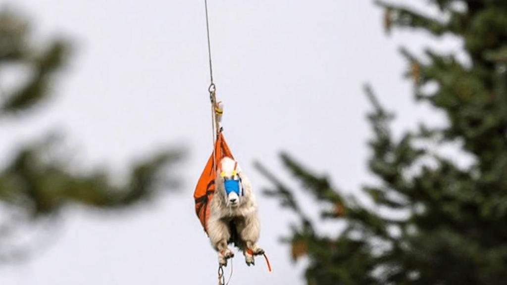 Las cabras están siendo evacuadas en helicóptero