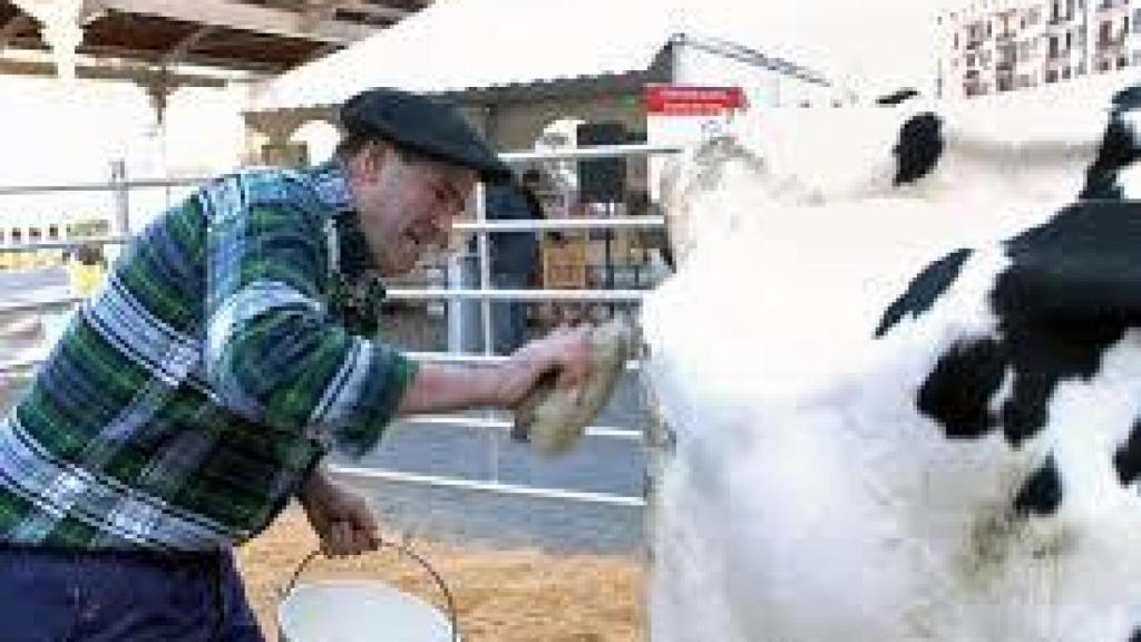 La empresa de Manuel gestiona 60 vacas.