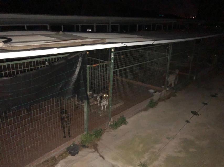 Los perros de Angela no tienen ni siquiera luz. La que se muestra en la imagen es la del flash de la cámara.